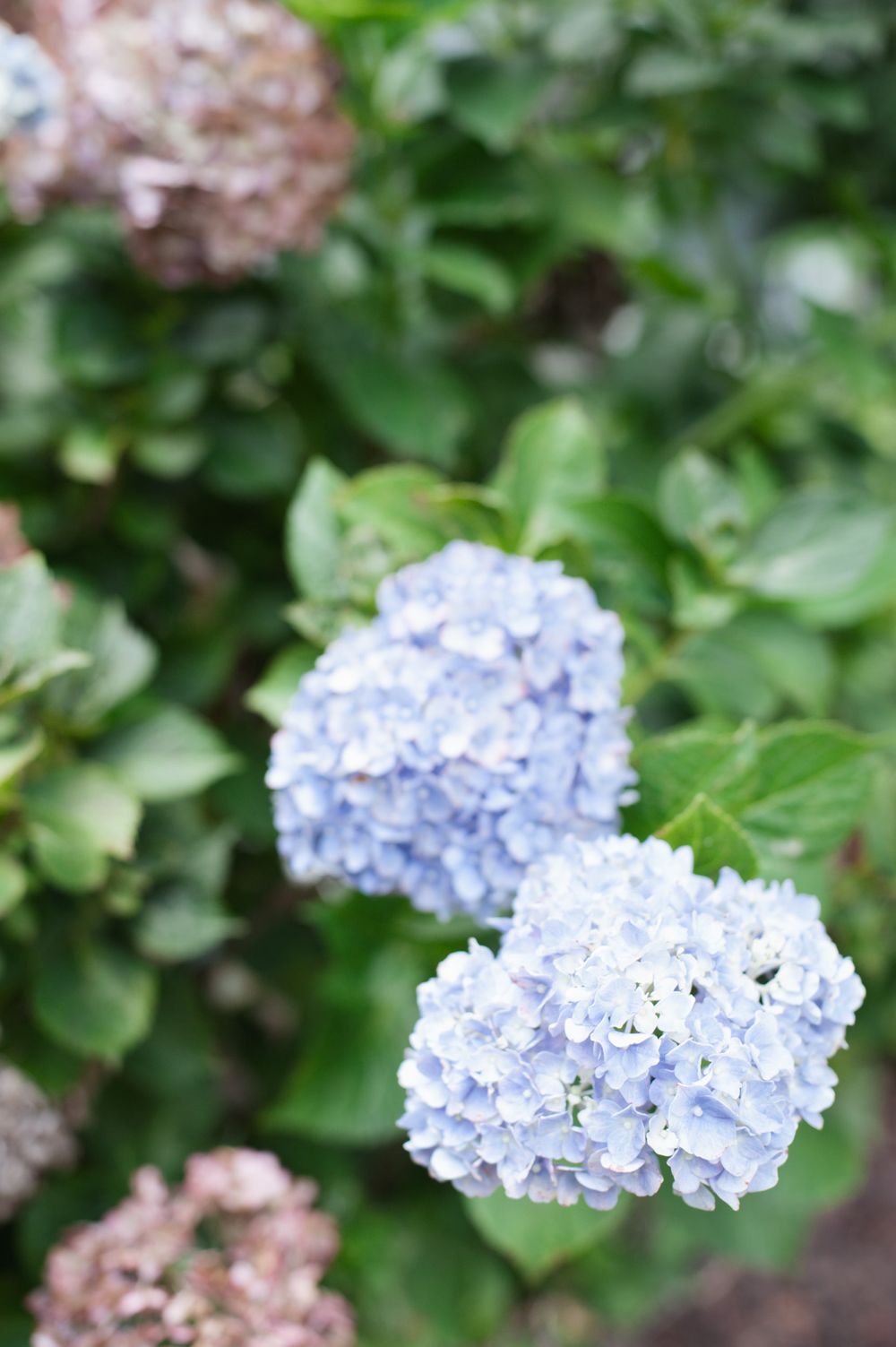 Light blue hydrangea flowers blooming against blurred green foliage background in a garden setting.