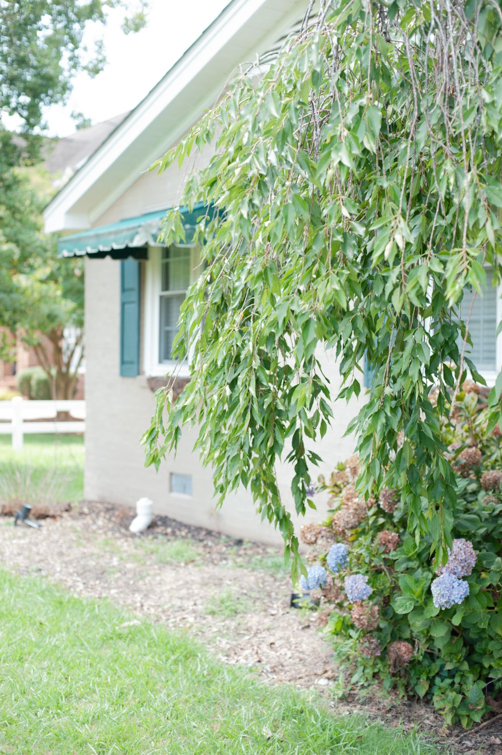 A white house exterior with a teal awning and cascading willow branches alongside blue hydrangea flowers in the garden.