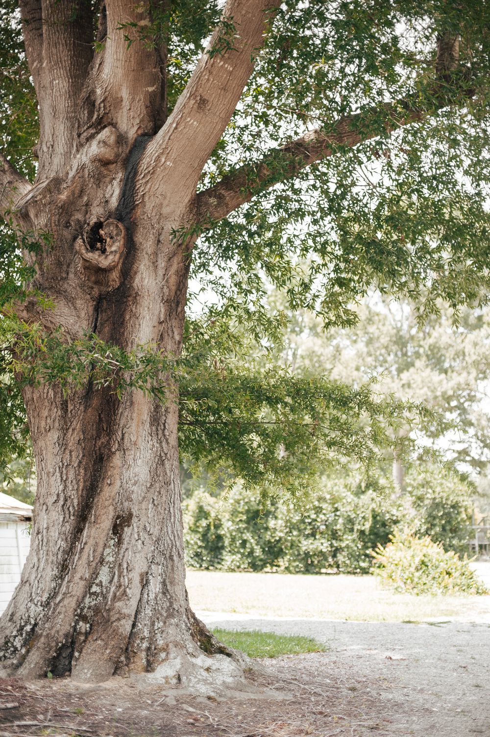 A series of five similar photos showing the gnarled trunk of a large old tree in daylight.
