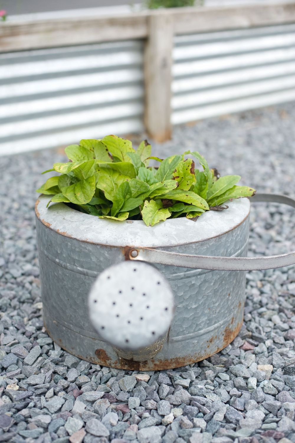Fresh lettuce growing in a vintage galvanized watering can on gravel.