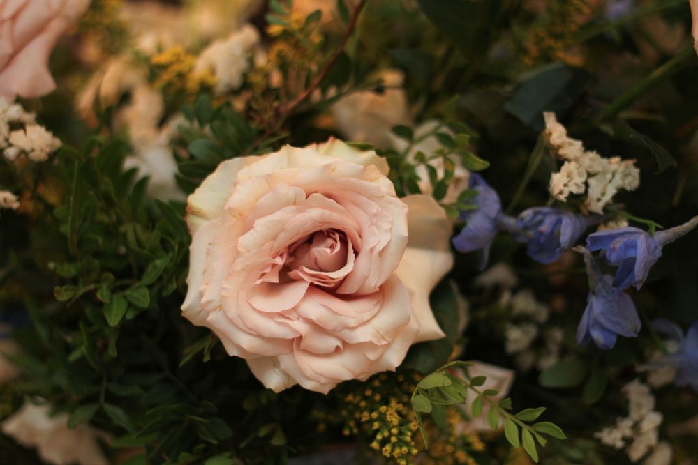 Close-up of a pale pink rose bloom with delicate petals surrounded by greenery.