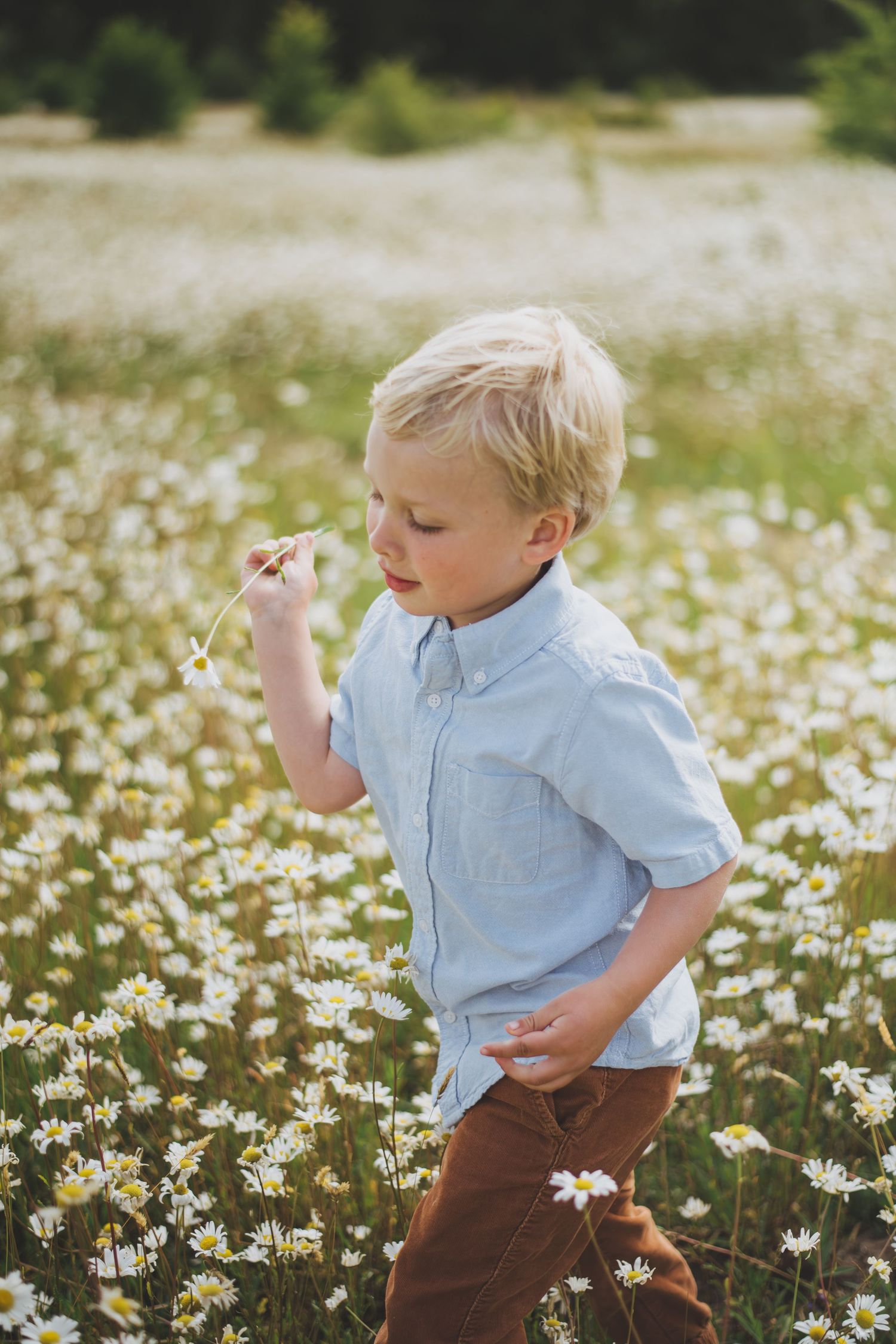 Young boy wearing a light blue shirt and brown pants explores a beautiful daisy-filled meadow on a sunny day.