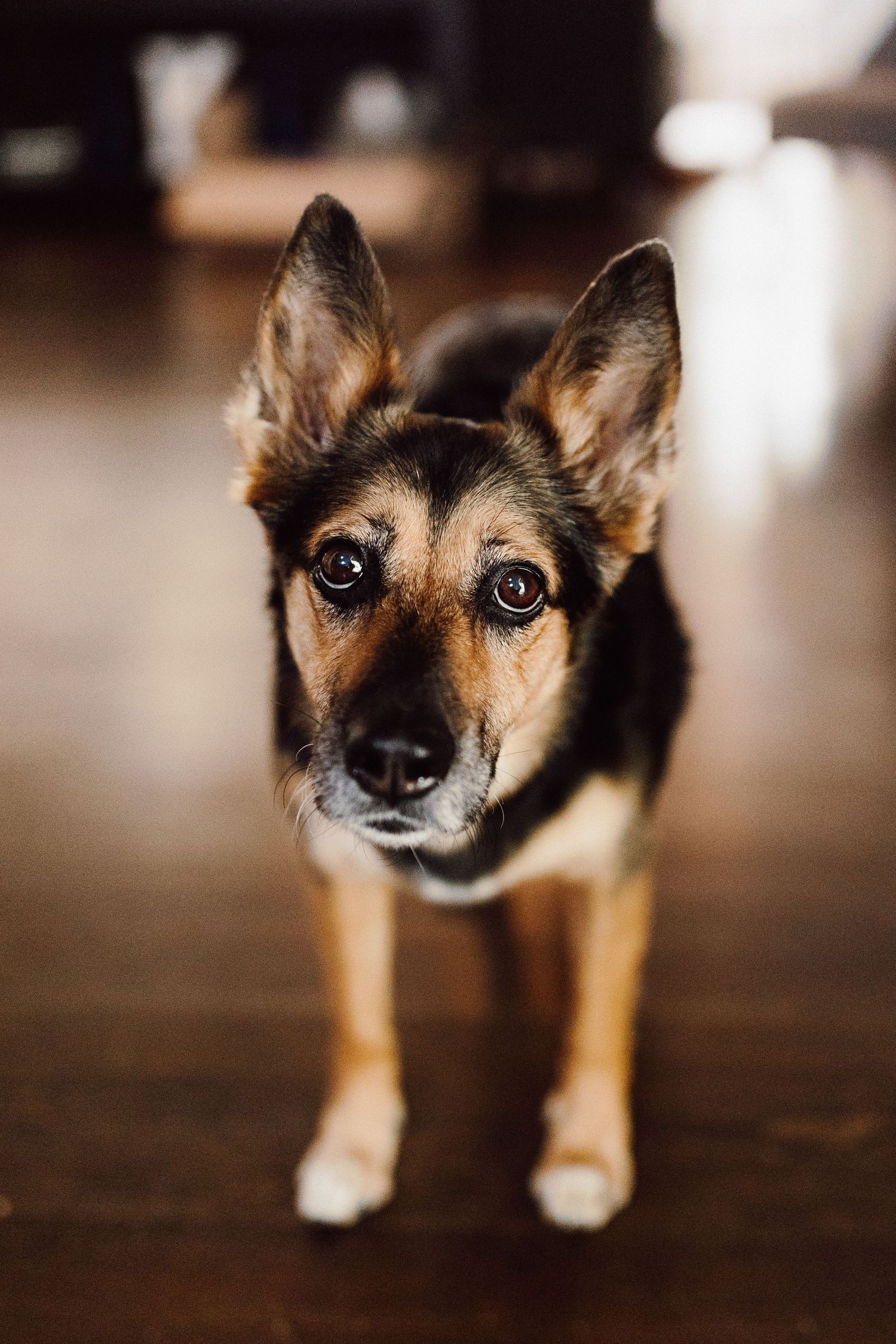 Close-up portrait of an alert German Shepherd mix dog with expressive eyes.
