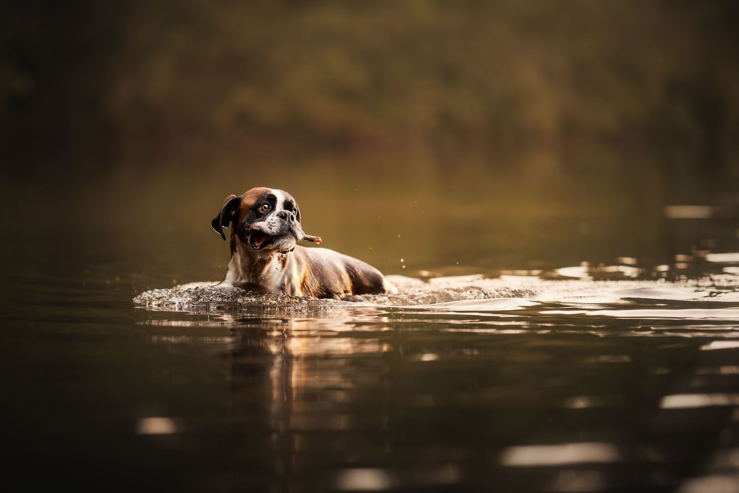 Silhouetted brown dog trotting along a misty beach at sunset with water reflections.