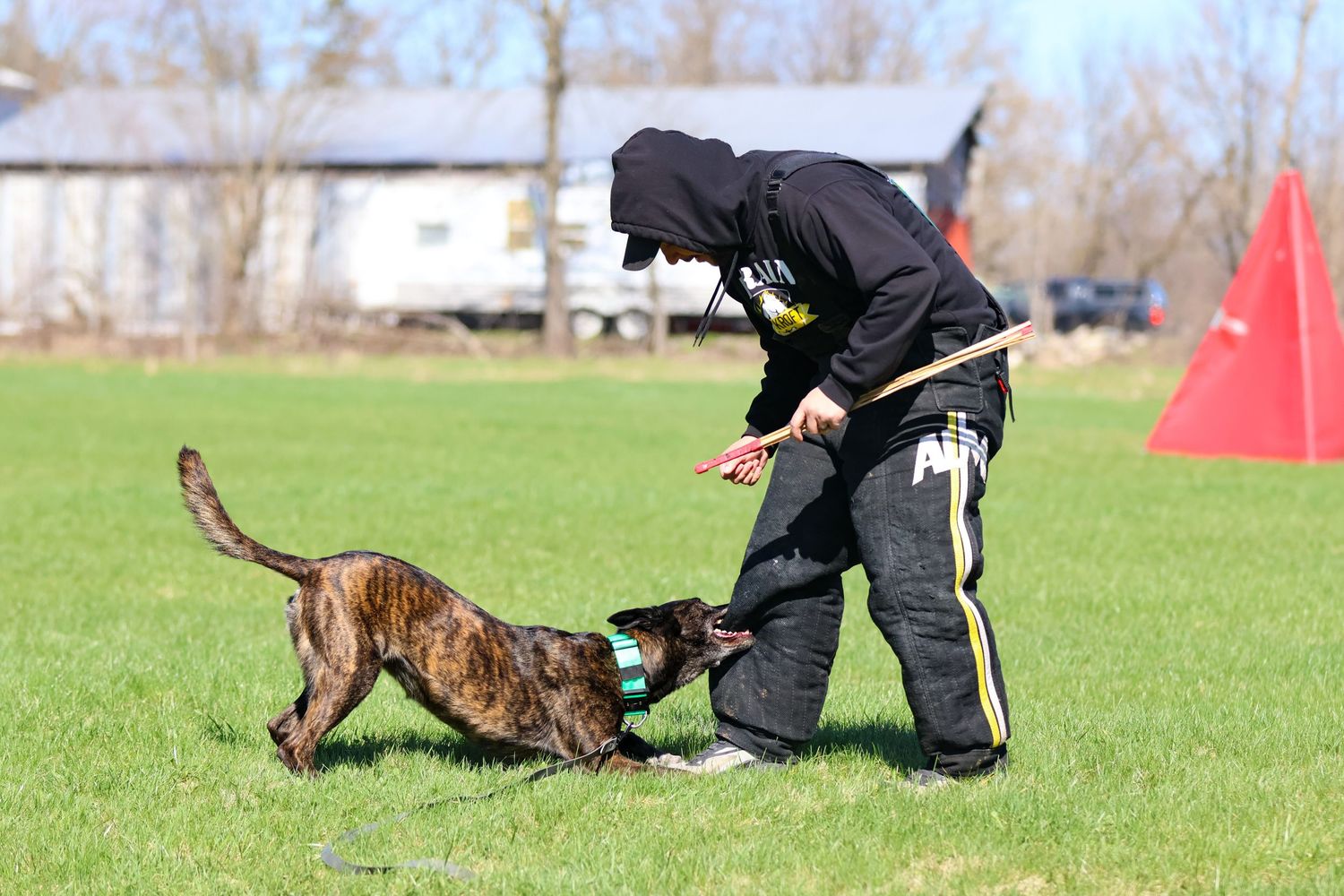 Malinois doing bitework