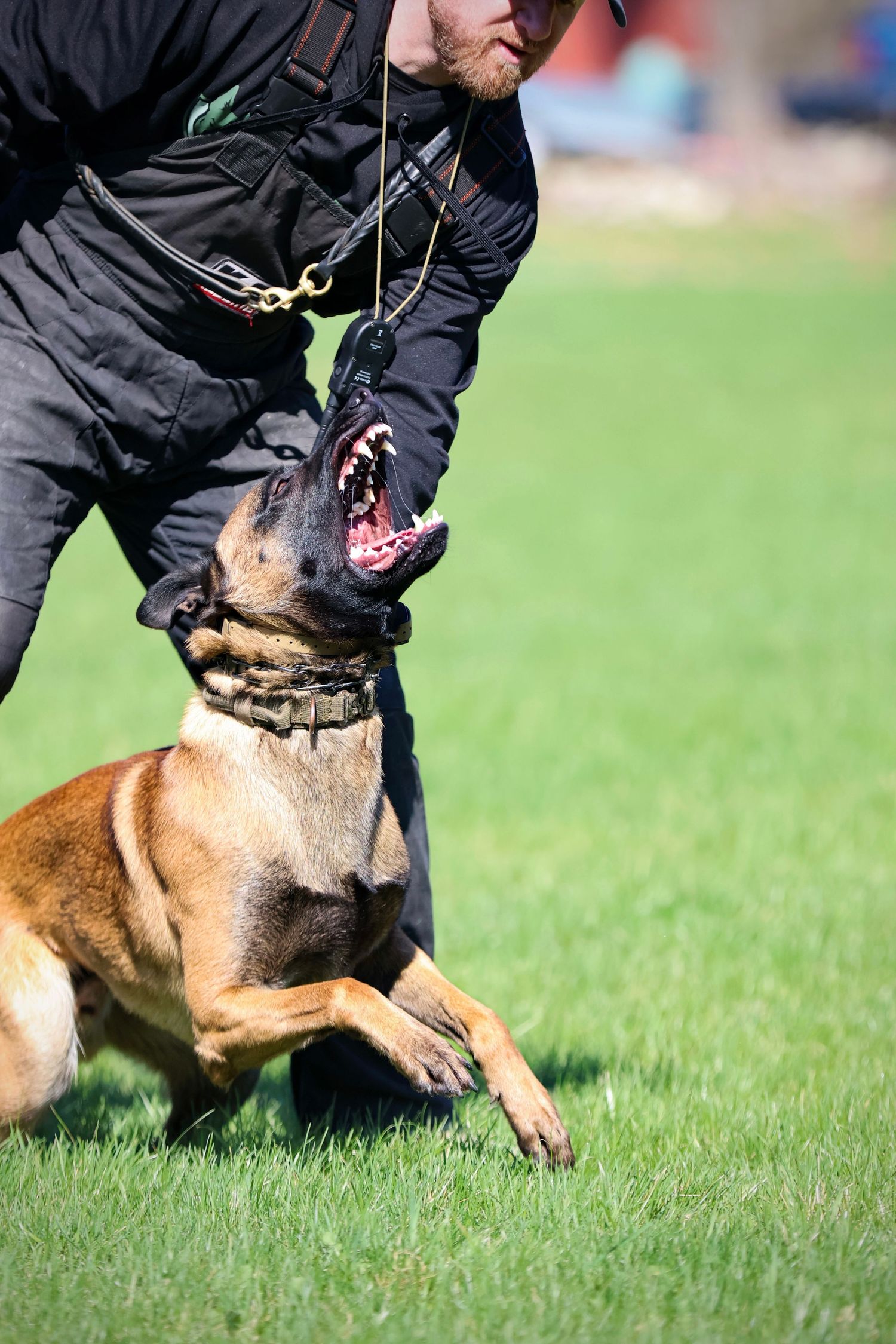 German Shepherd photography
