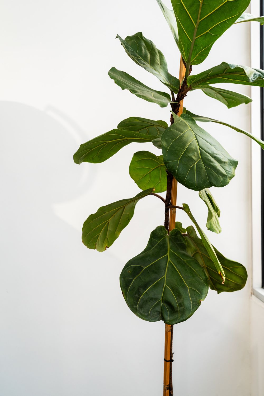 Large fiddle leaf fig plant with glossy green leaves against a white wall.