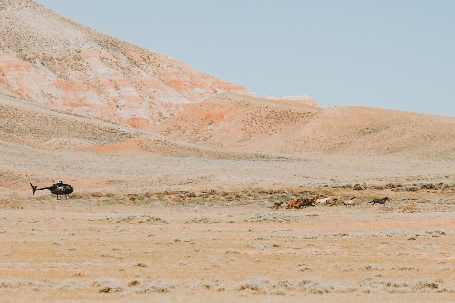 a helicopter chasing a herd of wild horses