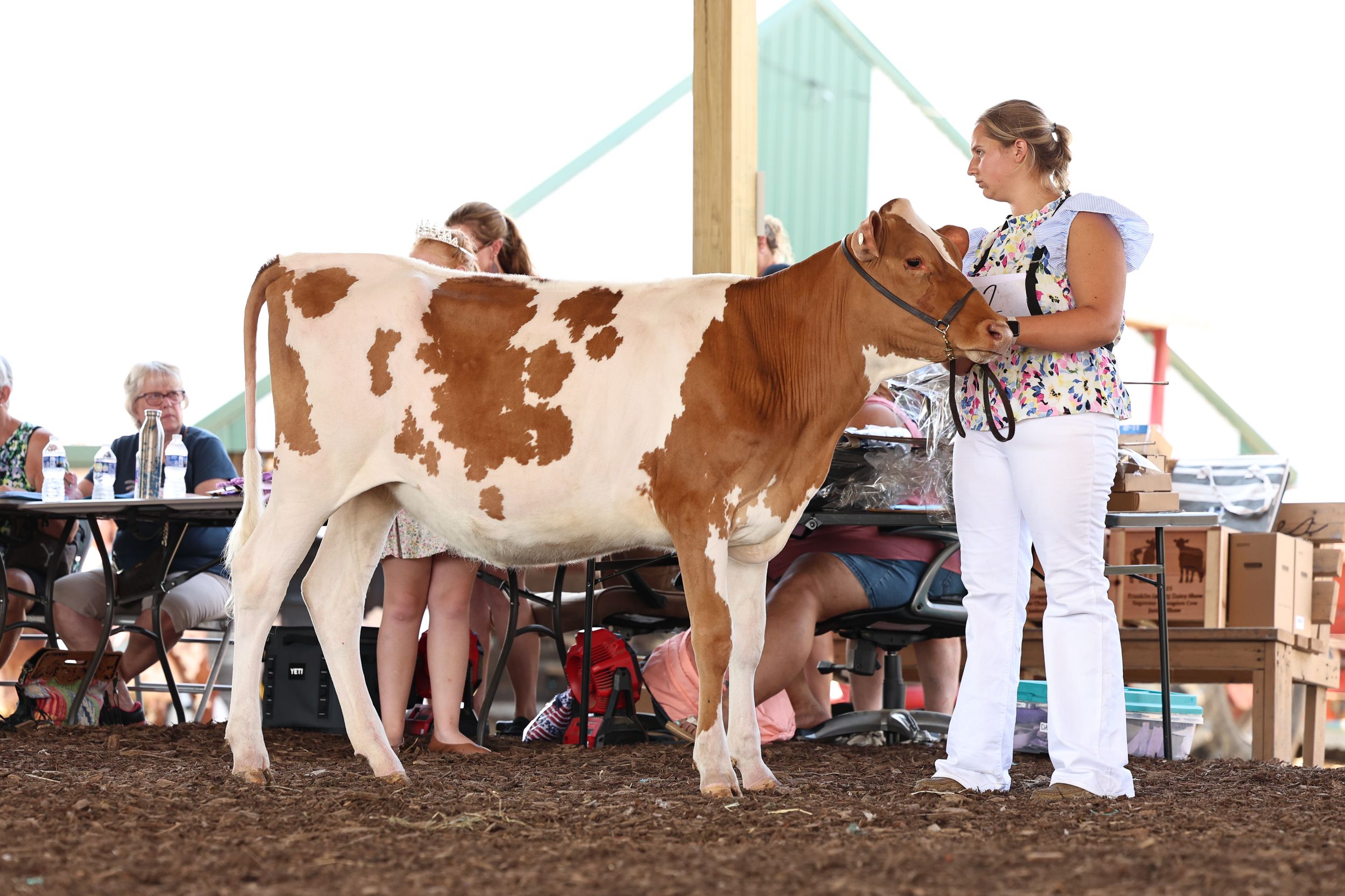 Dairy Show, Showmanship