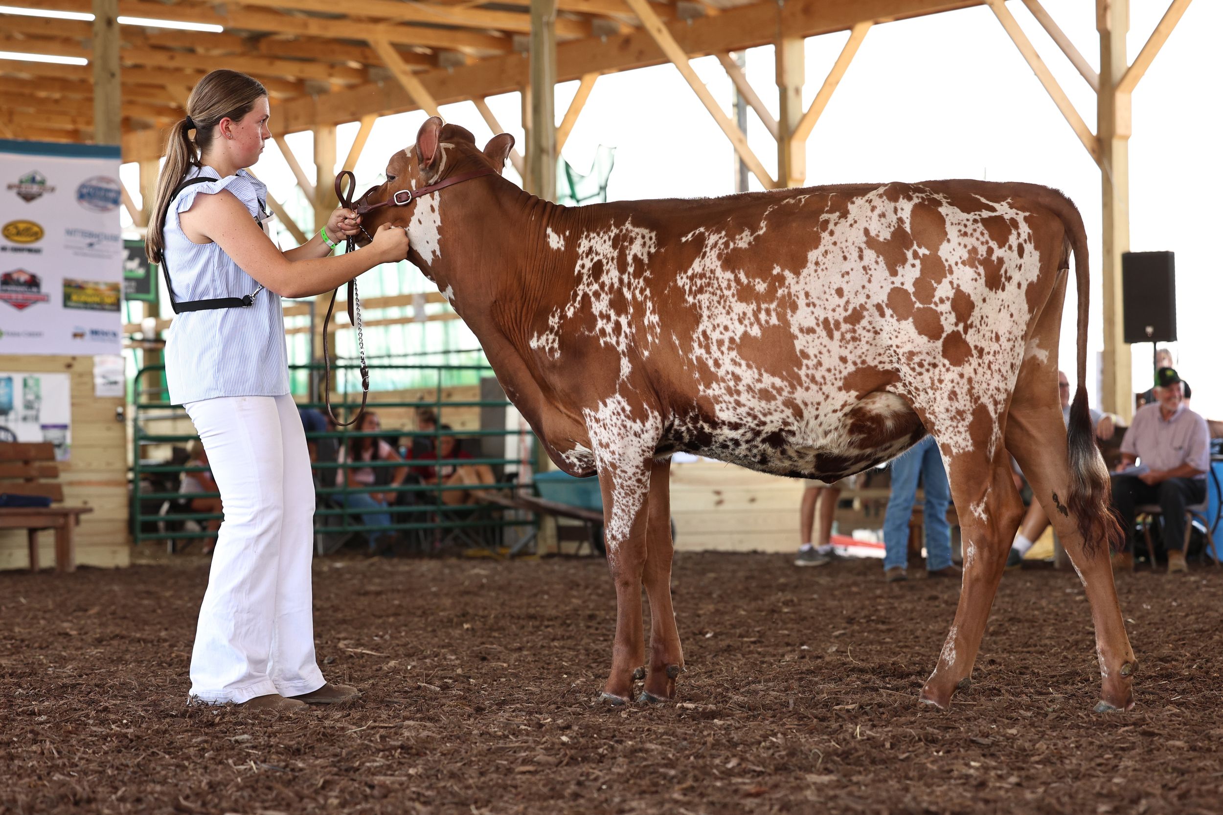Dairy Show, Showmanship