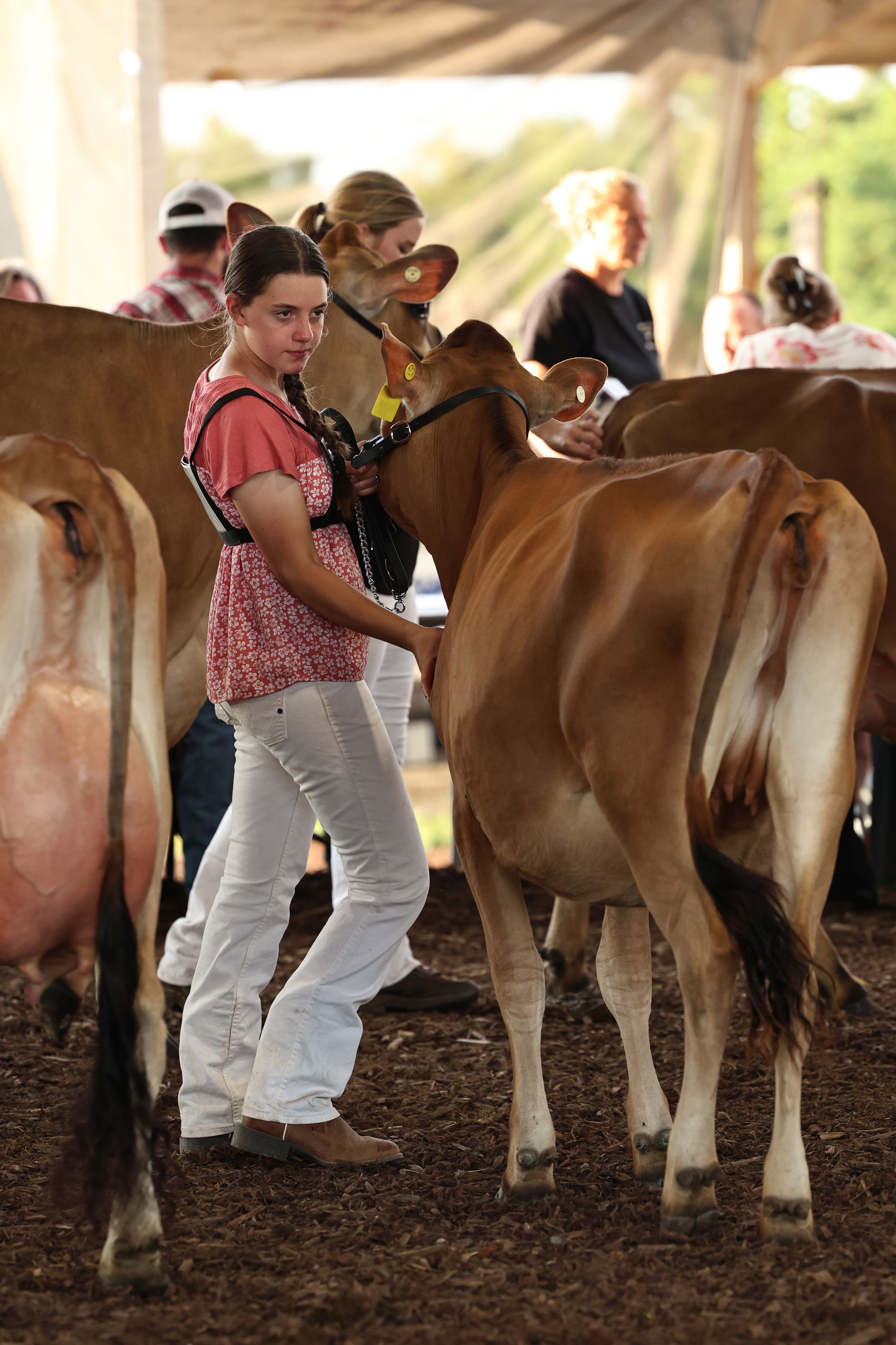 Dairy Showmanship