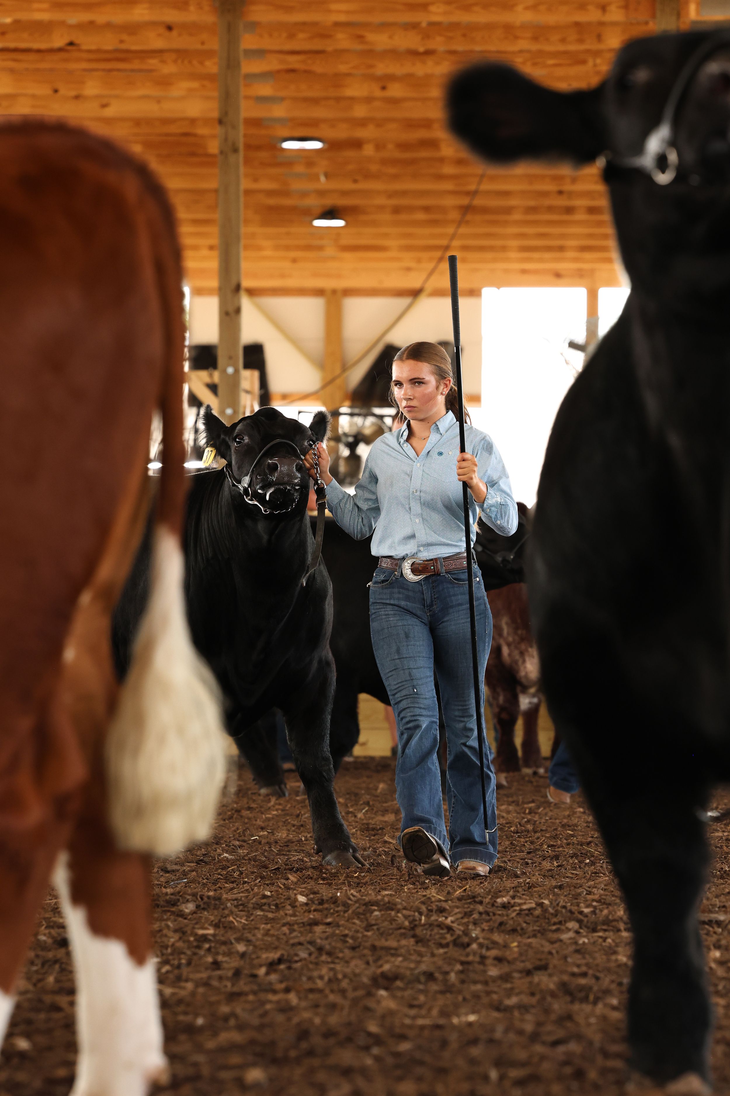 Beef Show Showmanship