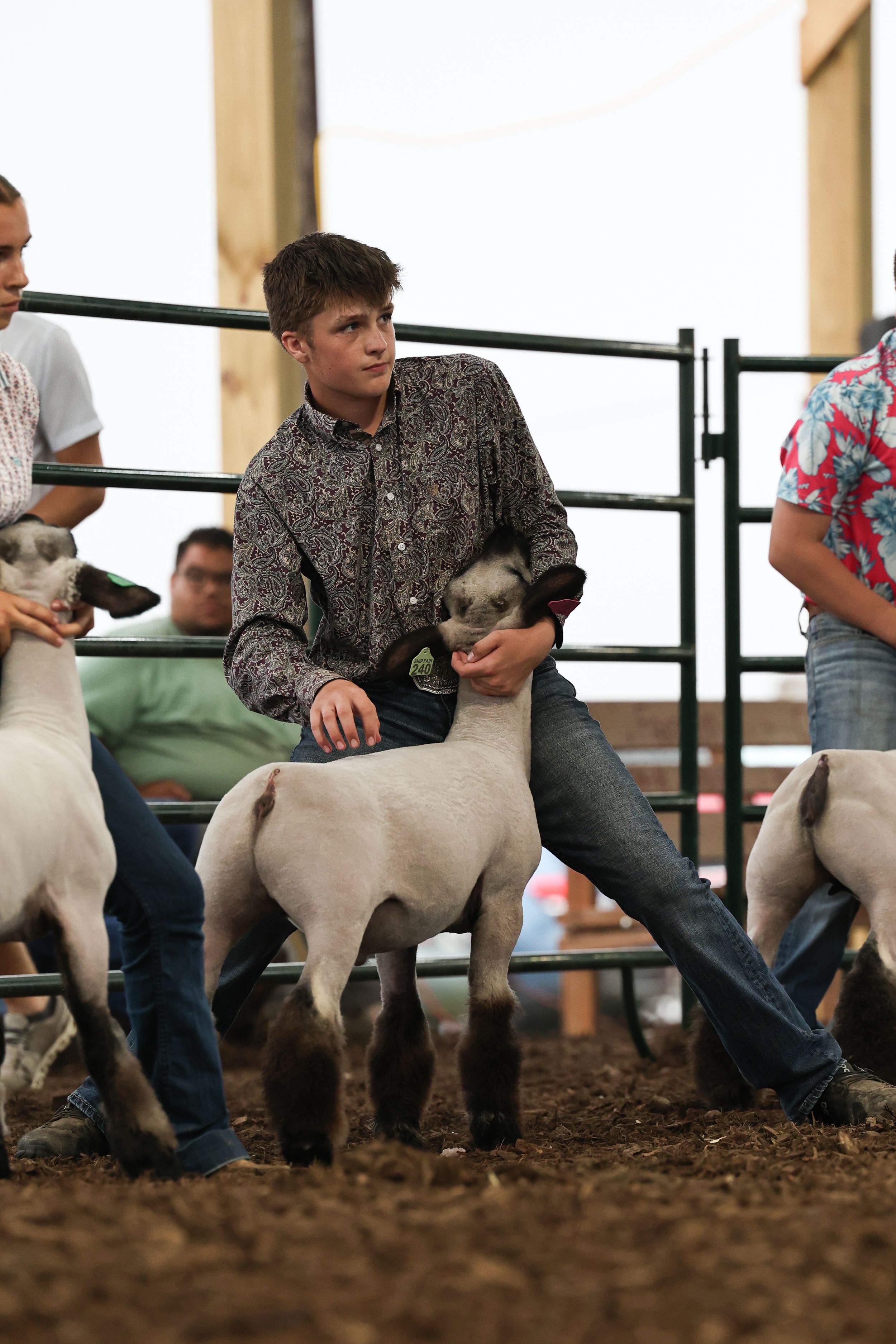 Sheep Show, Showmanship