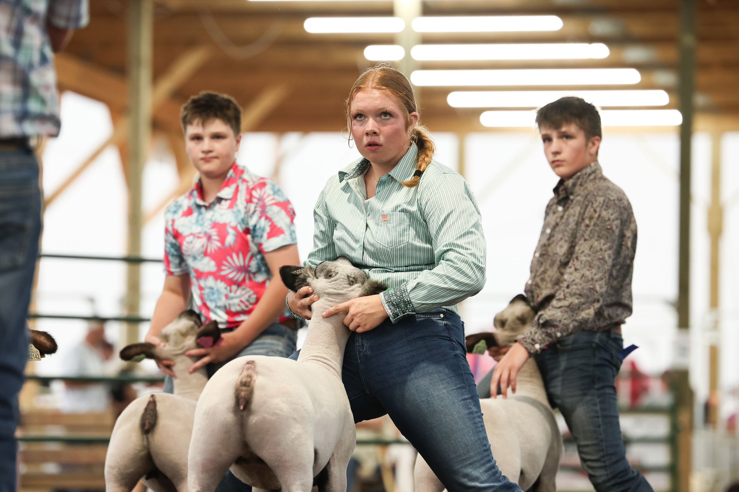 Sheep Show, Showmanship