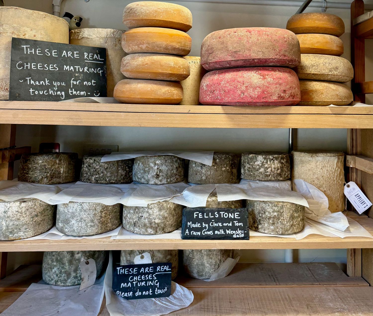 Cheeses maturing at The Courtyard Dairy