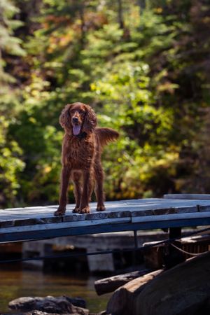 Brown retriever standing proudly on a wooden dock overlooking a lake.