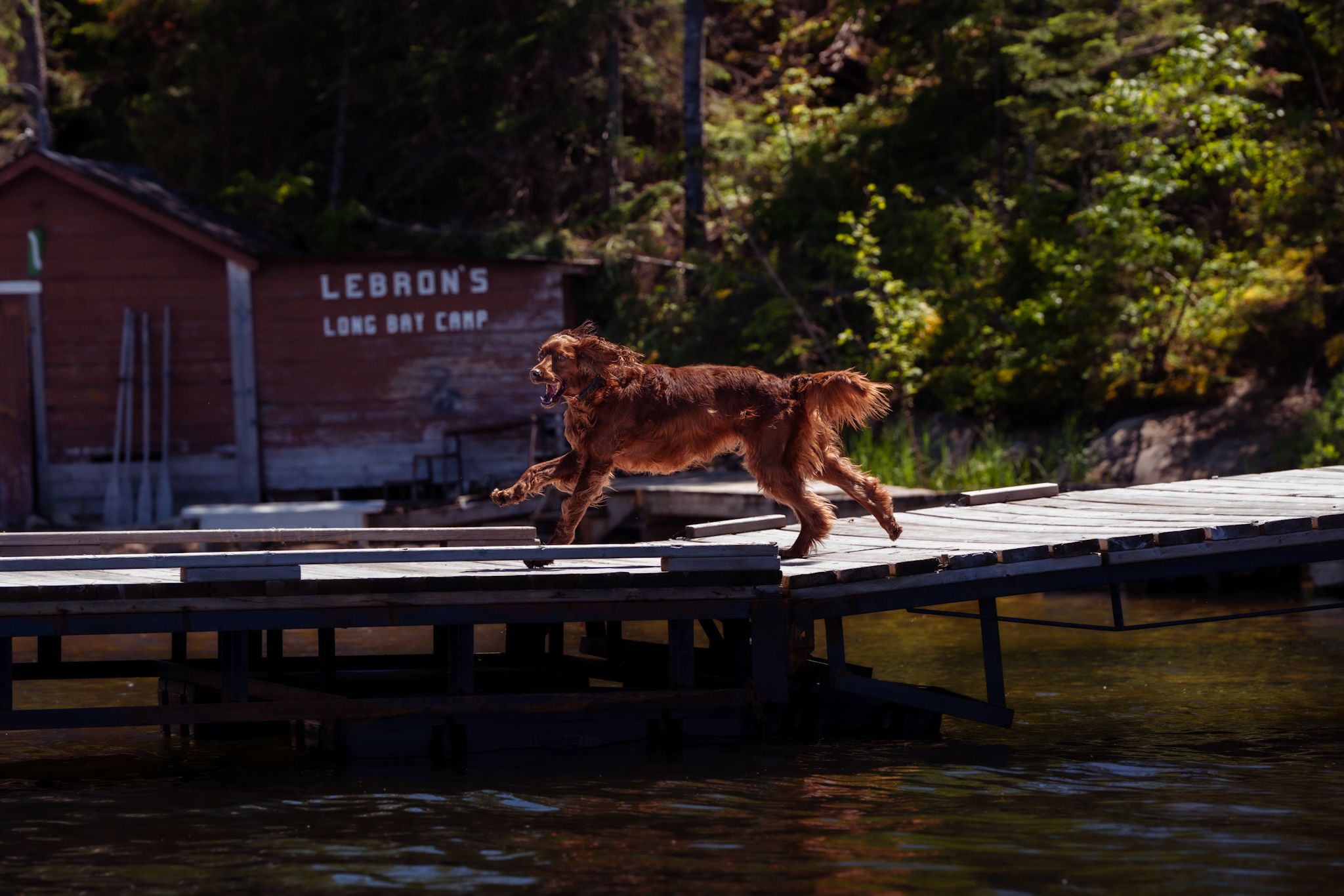 Brown dog running energetically across a wooden dock at a lakeside camp.
