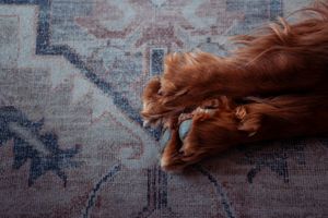 Brown dog sleeping on a blue and white patterned rug.