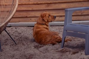 Golden retriever dog resting on beach between chairs at sunset.