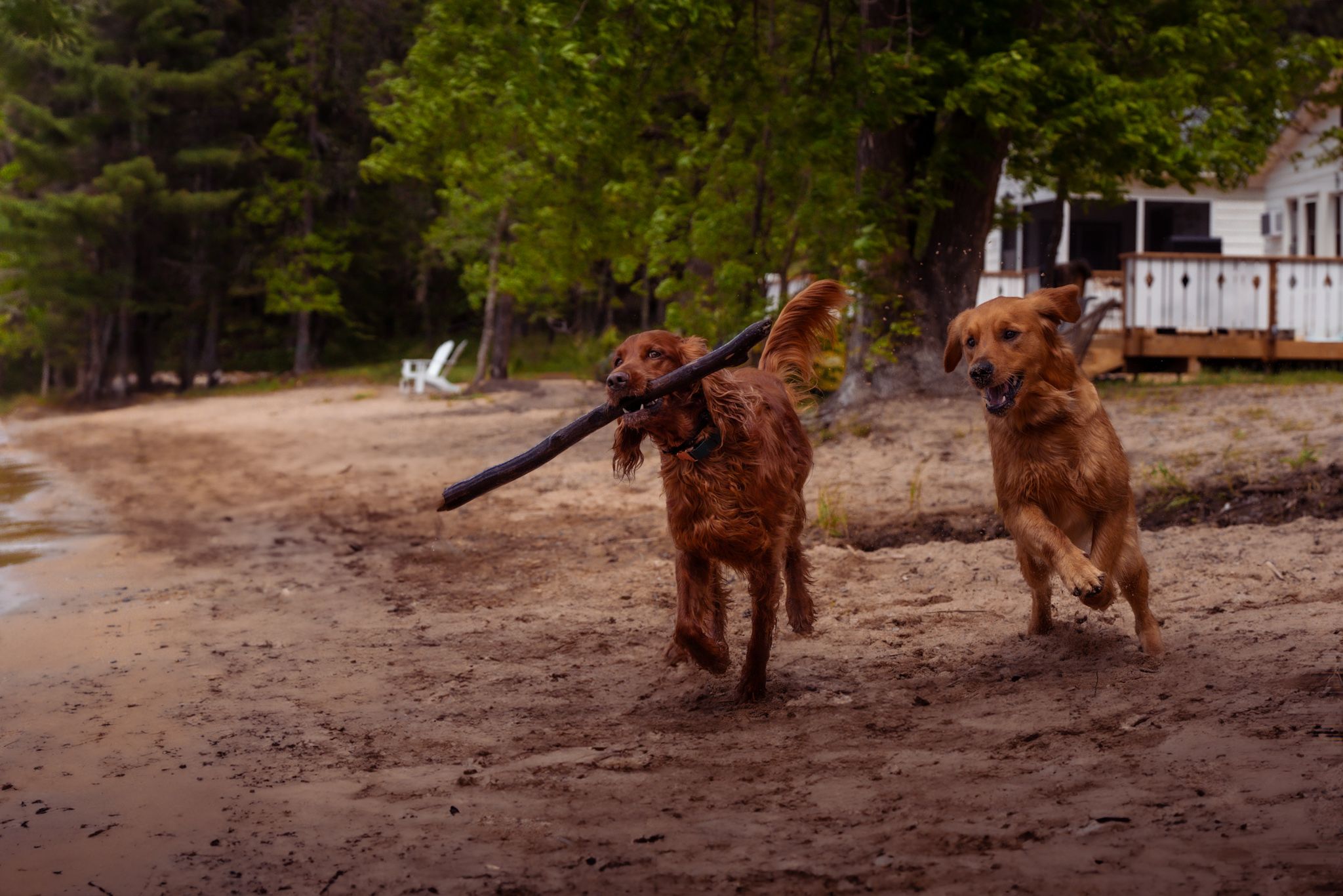 Two golden-brown dogs playfully running along a beach path carrying a stick together.