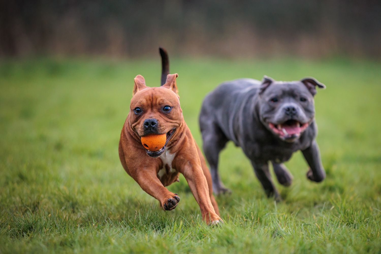 Two happy dogs running and playing together in a grassy field with one brown and one black dog.