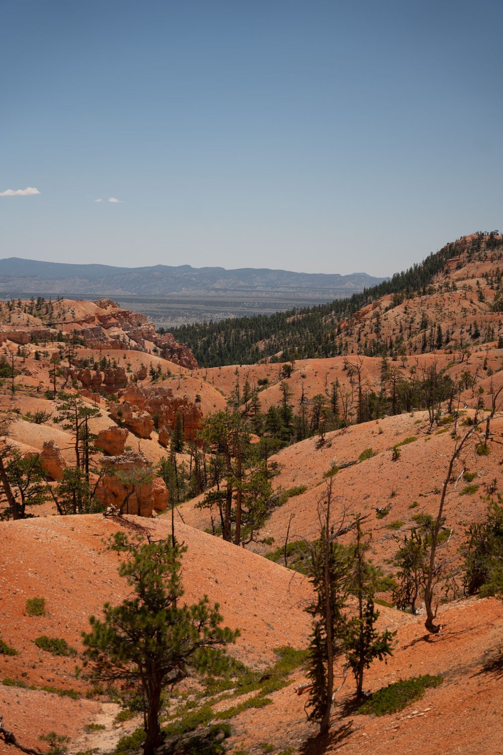 Red rock formations and pine trees dot the landscape at Bryce Canyon National Park.