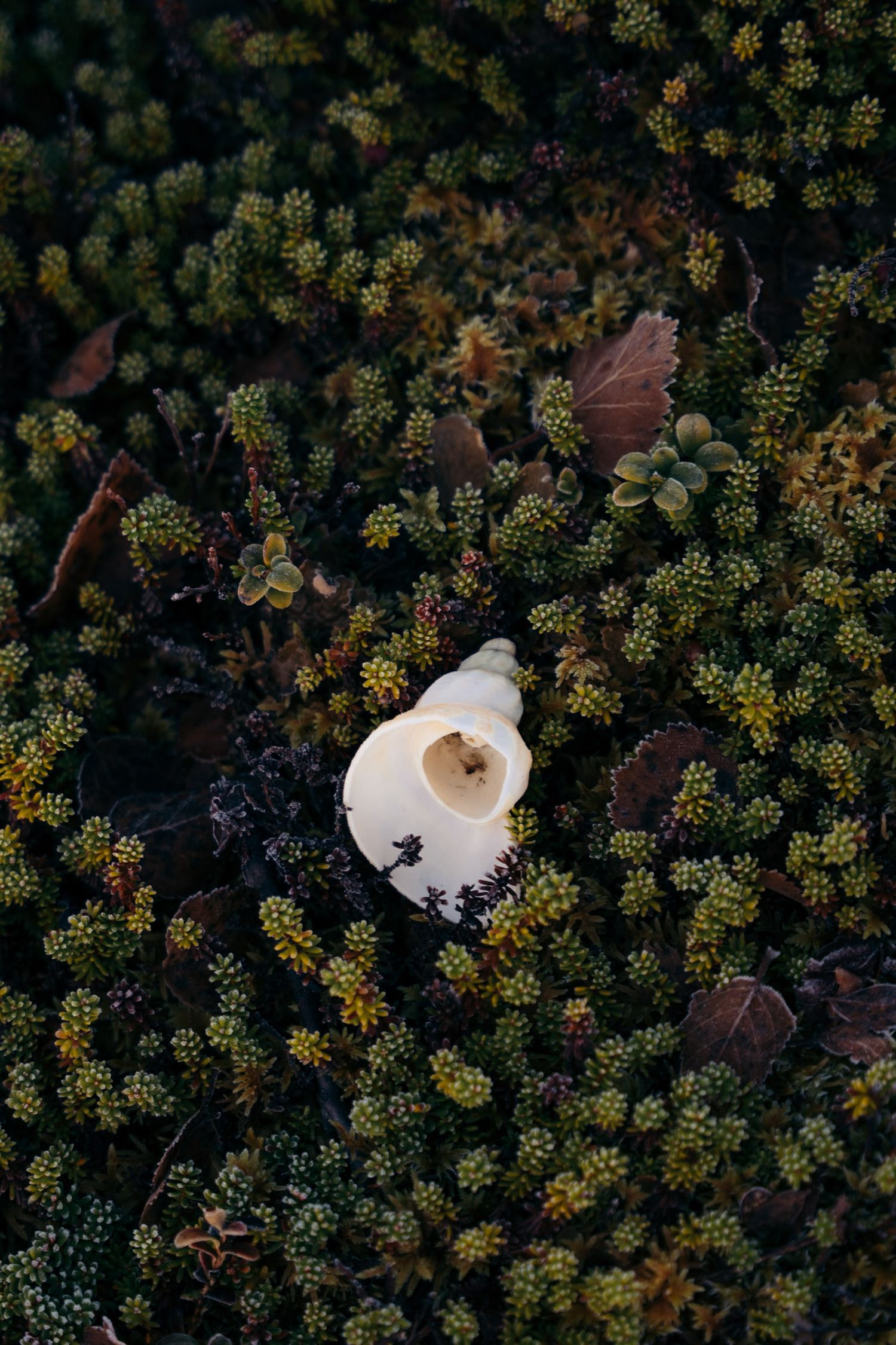 coquillage dans la toundra à tromso