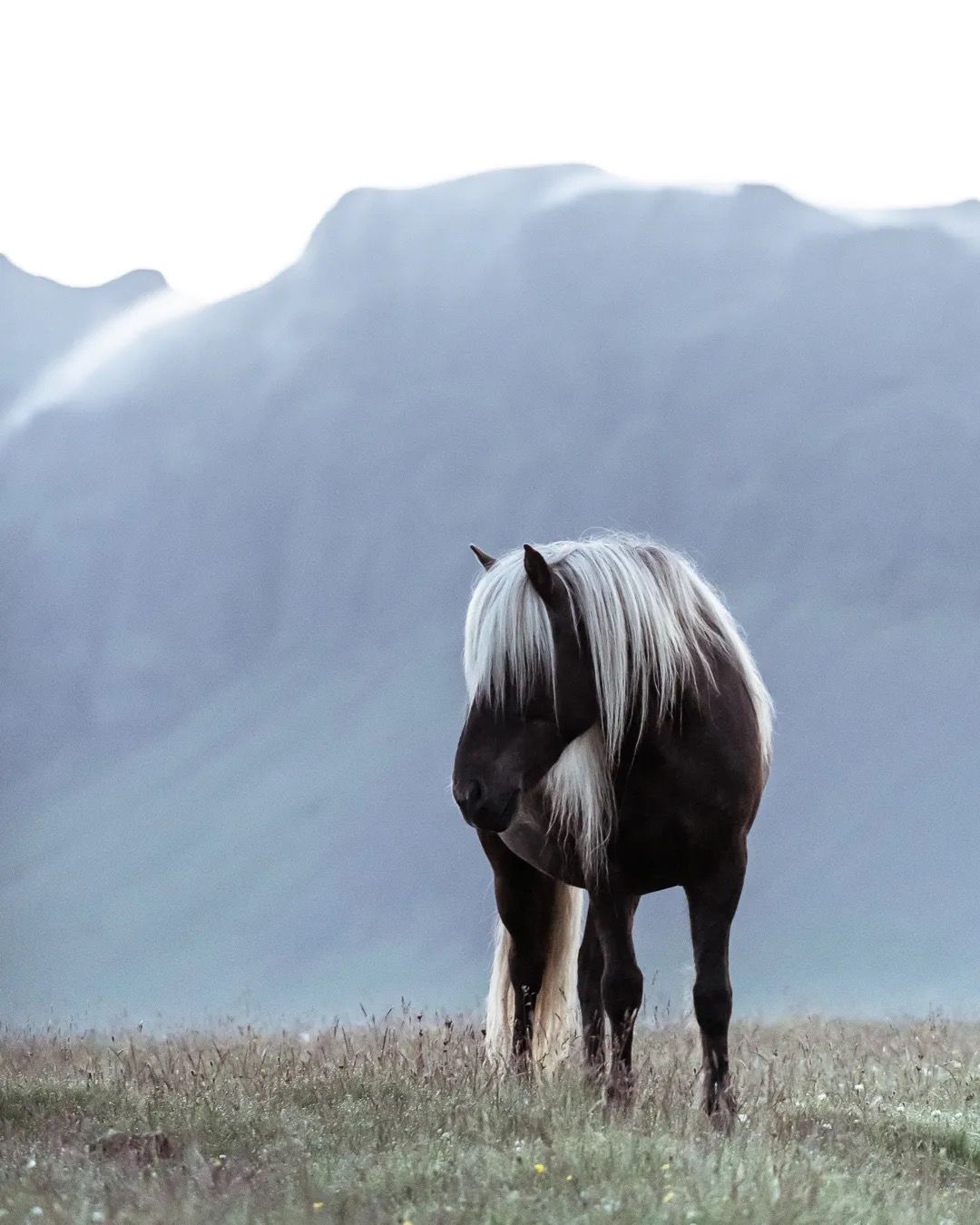 Icelandic Grey horse walking across grassy ground with misty mountains behind.