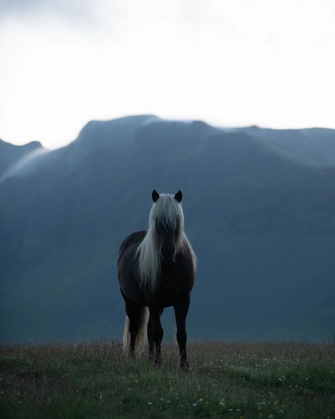 Icelandic Horse standing alone on grassland with dramatic mountains behind.