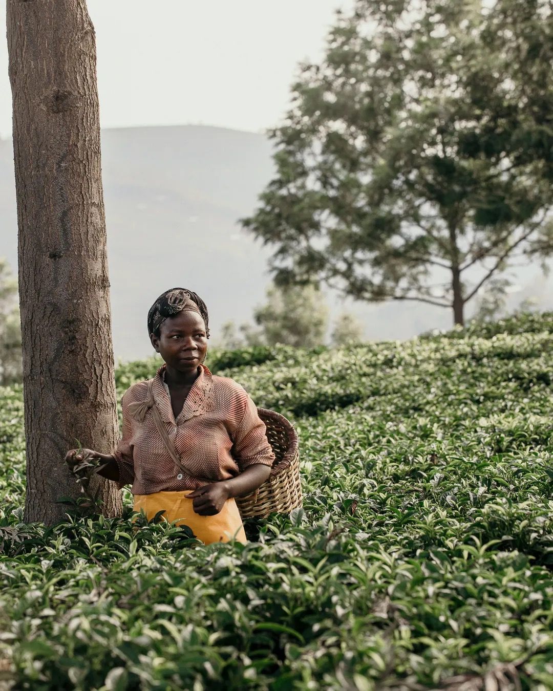 A tea picker standing in the fields with a basket, showcasing ethical tea production, handpicking and community farming.