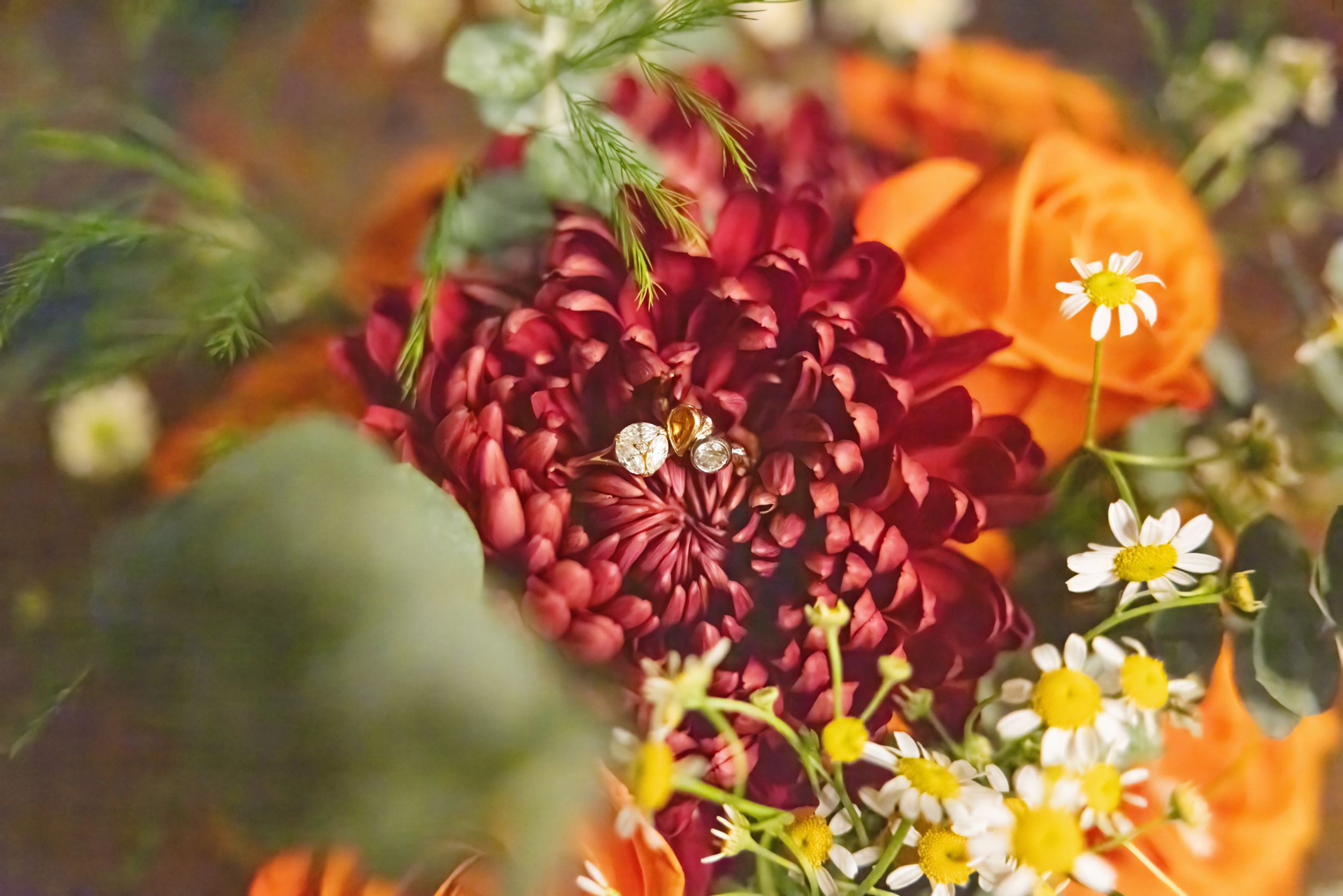 Vibrant orange and deep burgundy flowers bloom together in a garden setting with delicate white daisies scattered throughout.
