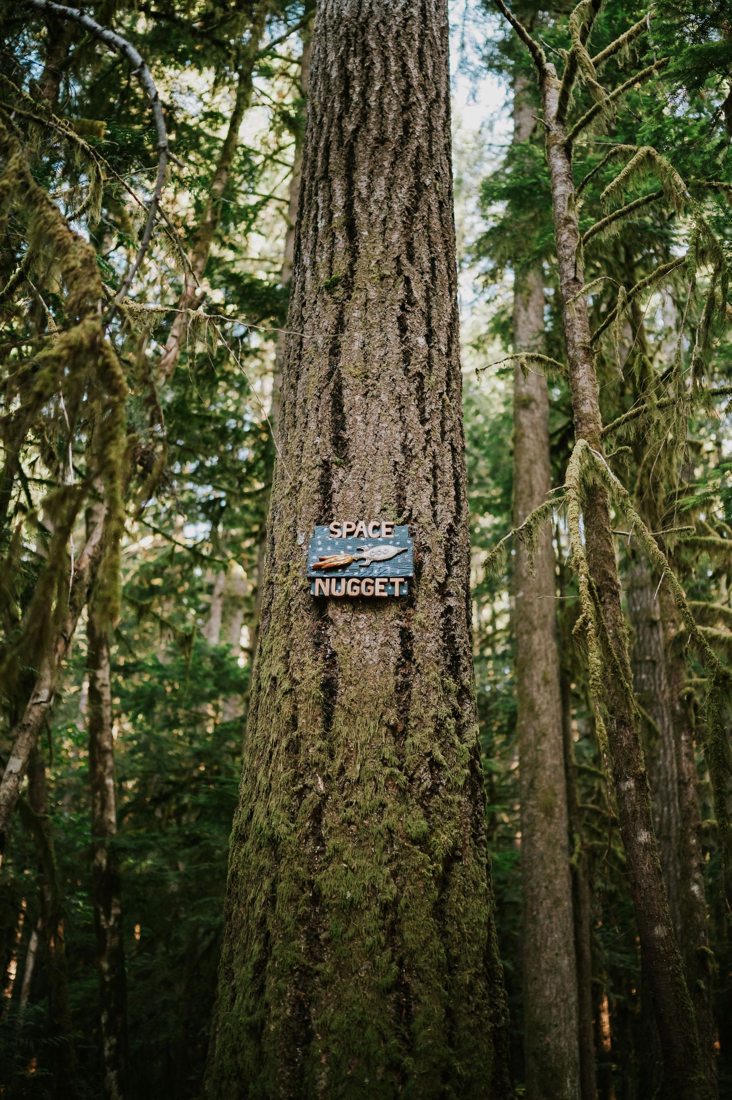 Professional adventurous photographer photo of mountain biking trail sign "space nugget" Cumberland Forest Vancouver Island