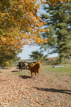 Horses grazing under autumn trees with golden leaves scattered on the ground.