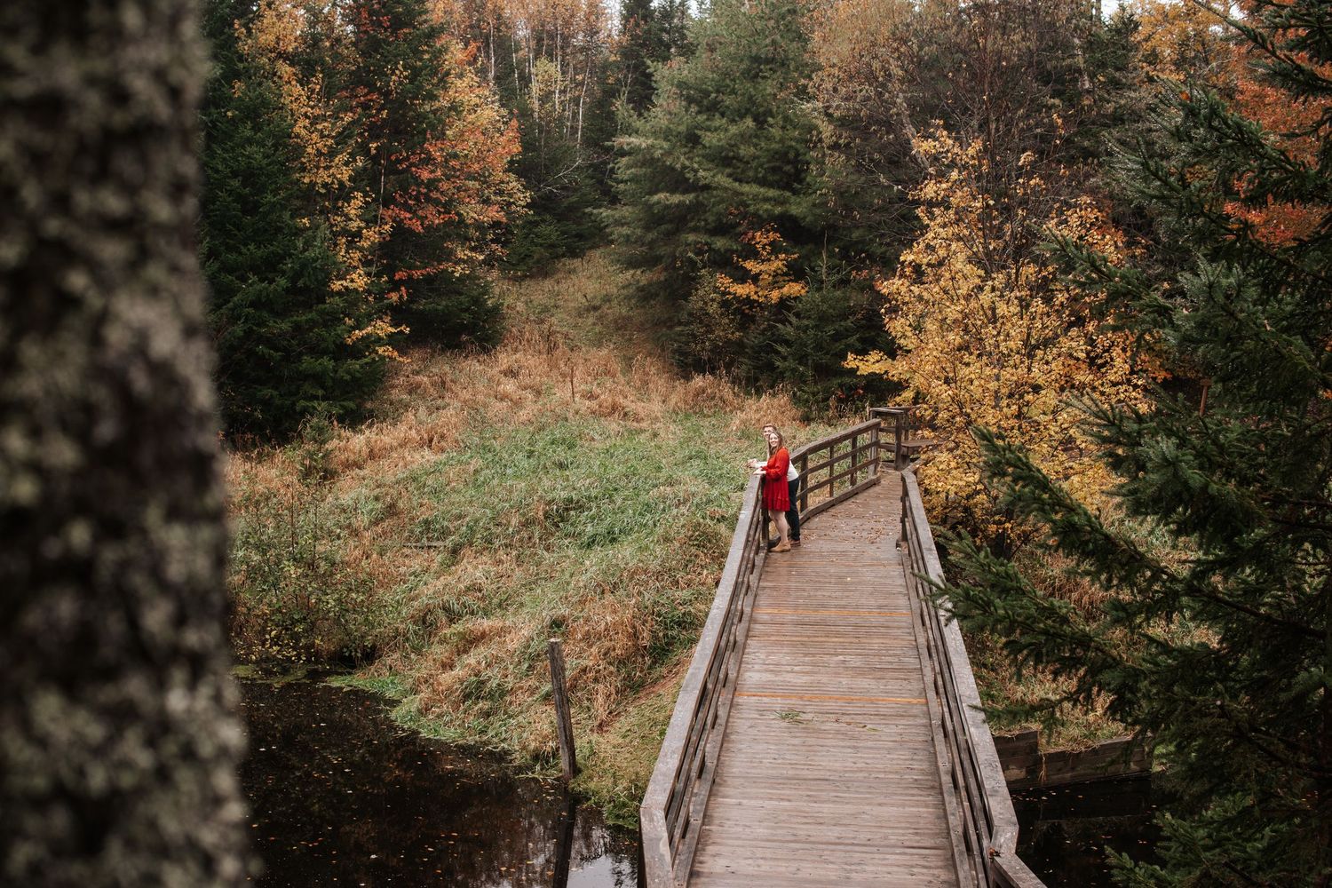 A wooden boardwalk trail winds through autumn forest with colorful fall foliage and evergreen trees.