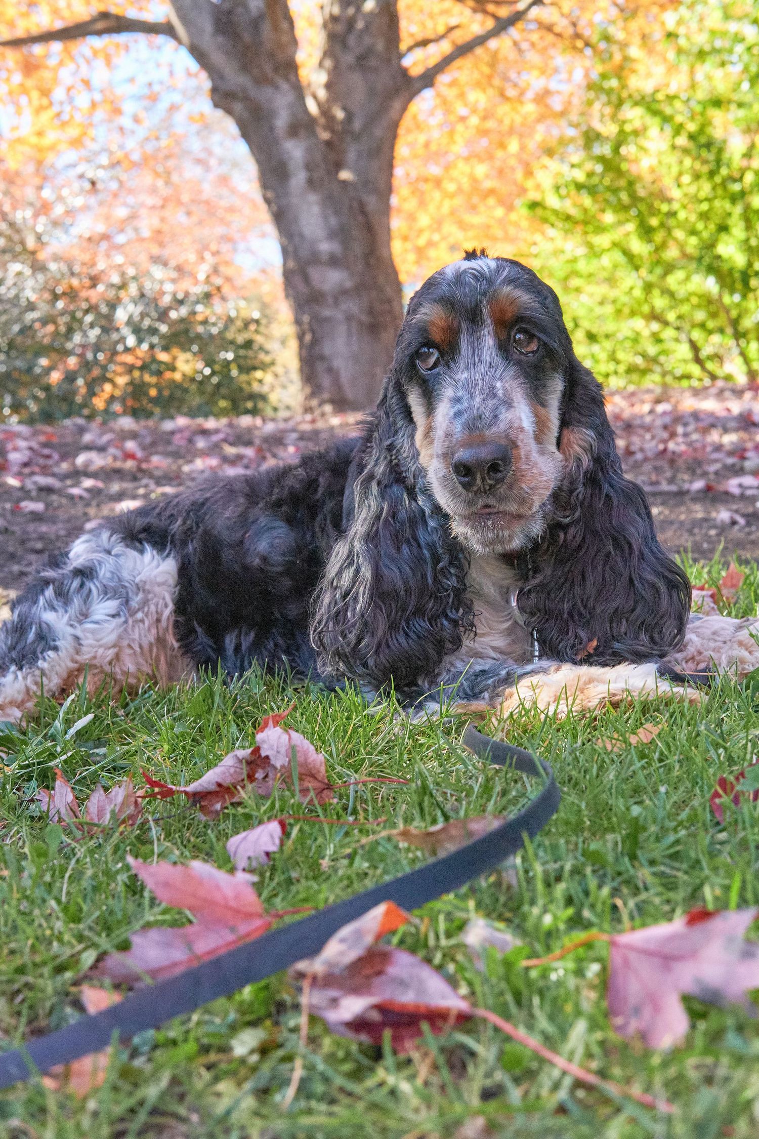 A black cocker spaniel dog rests on autumn grass surrounded by fallen leaves on a sunny day.