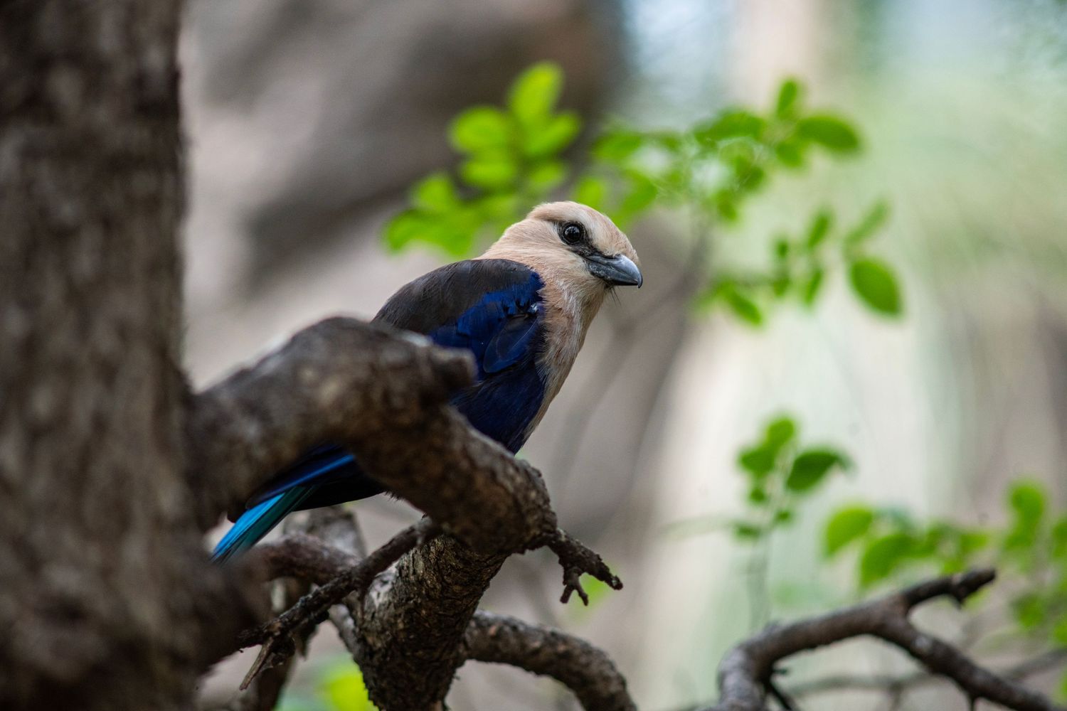 A blue and white jay bird perched on a gnarled tree branch surrounded by green leaves.