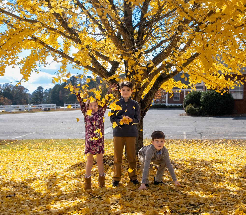 Family photography, children playing under a gingko tree. Family photography.