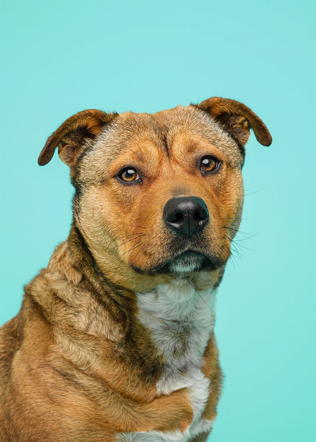 A brown mixed-breed dog poses against a teal background in a professional portrait photo.