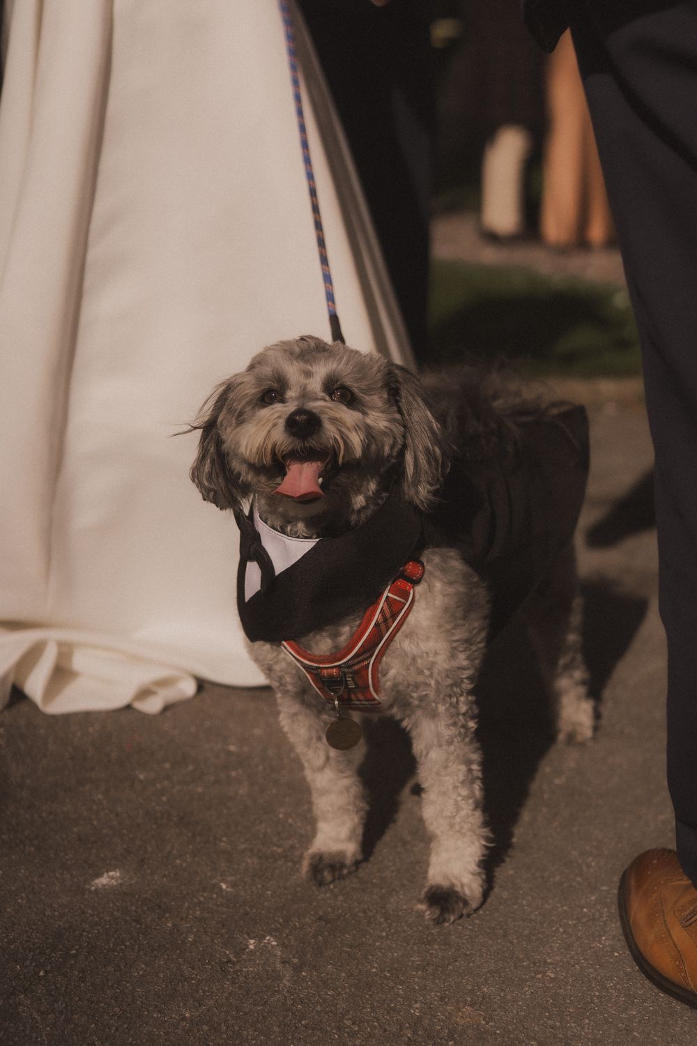 A fluffy gray dog wearing a black bandana and red harness stands on a leash at a wedding ceremony.