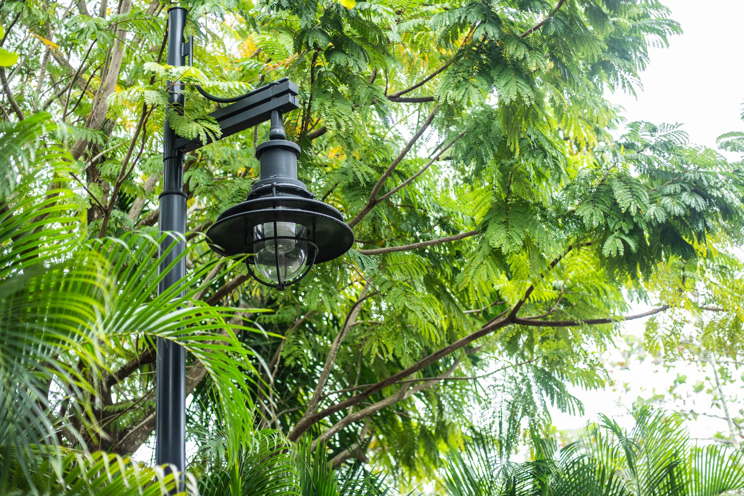 Black vintage street lamp mounted on pole surrounded by lush green tropical trees and ferns in a park setting.