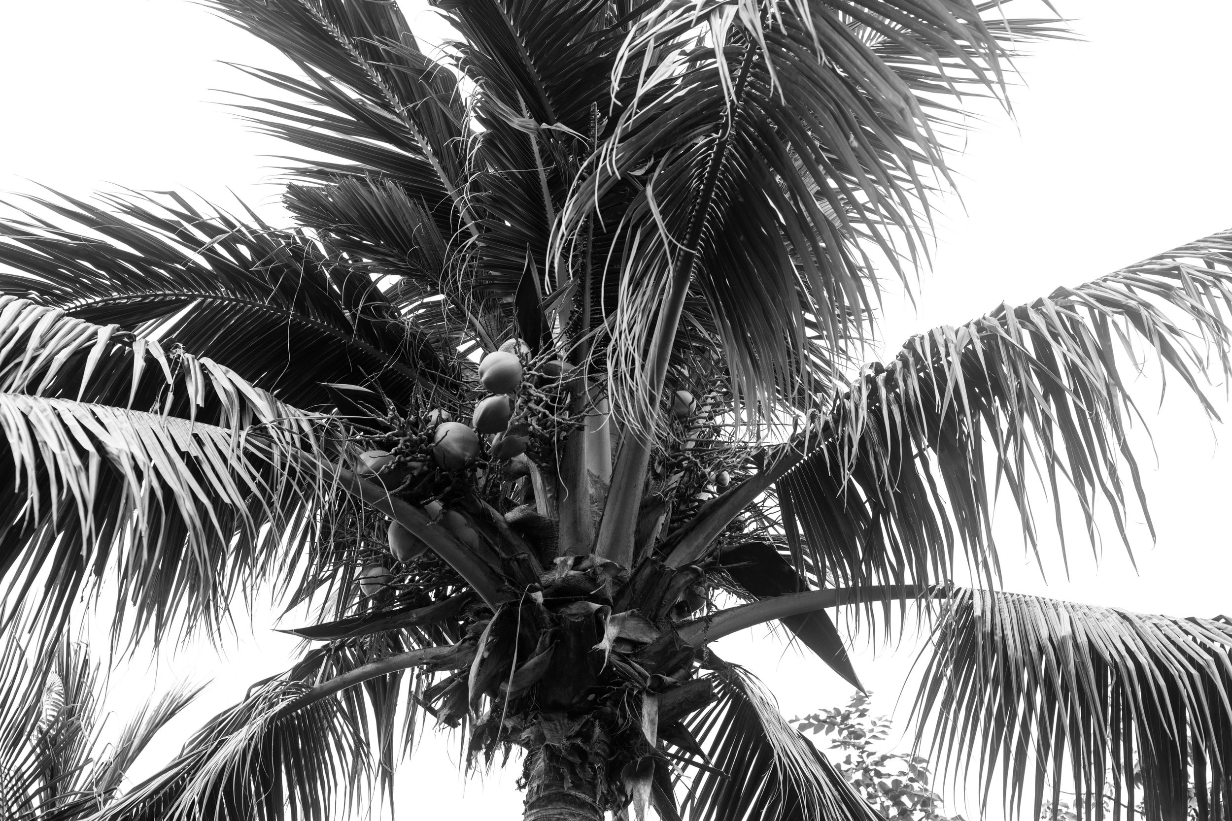 Black and white photo looking up at a tropical coconut palm tree with lush fronds against a bright sky.
