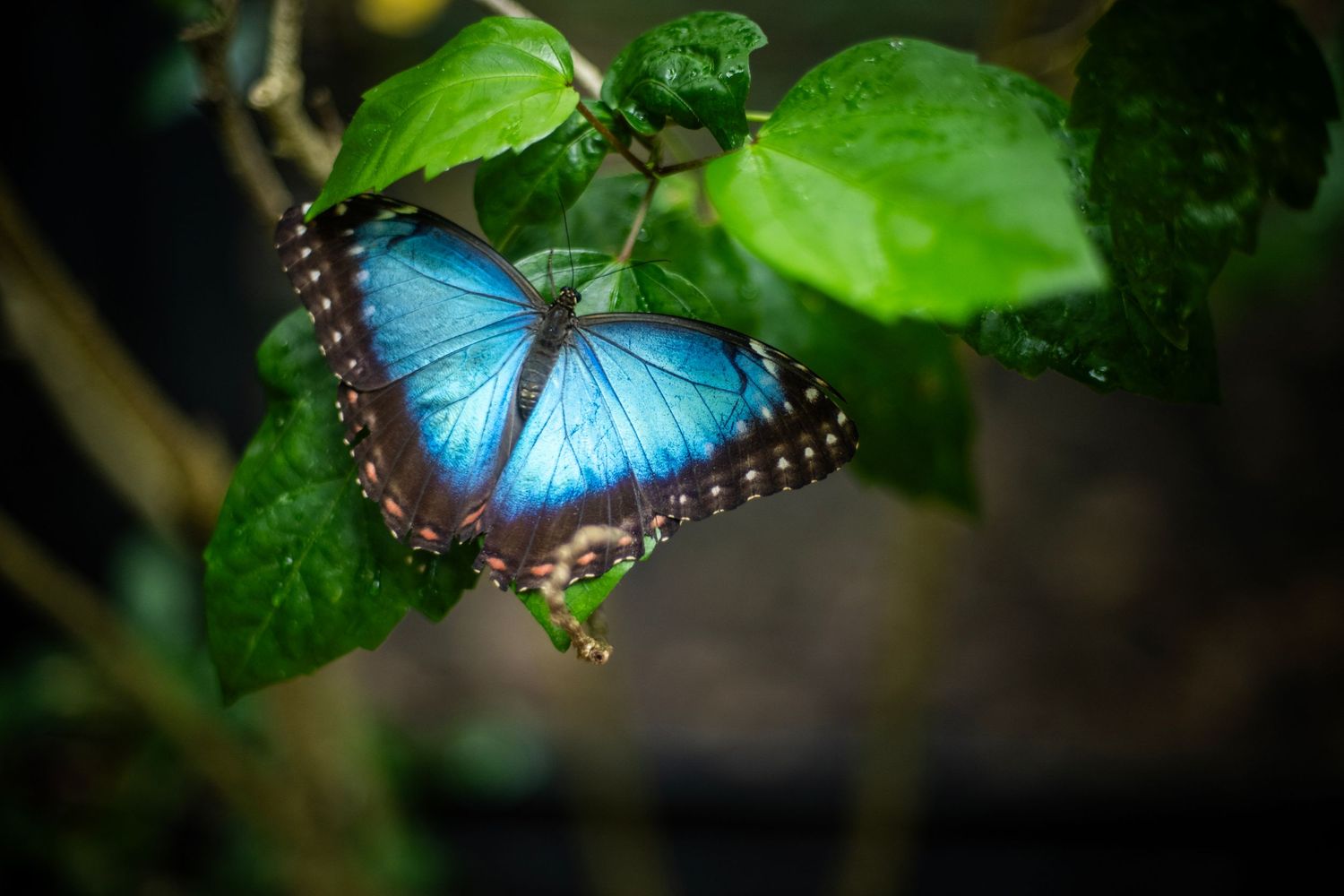 A vibrant blue morpho butterfly with brown-edged wings resting on green tropical leaves in soft natural light.