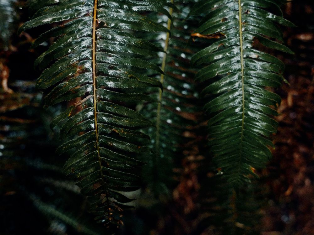 Close-up of wet dark green fern leaves glistening with moisture in a forest setting.