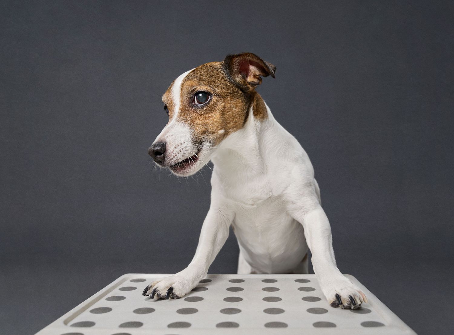 Pet Photography Dog Portrait Toronto