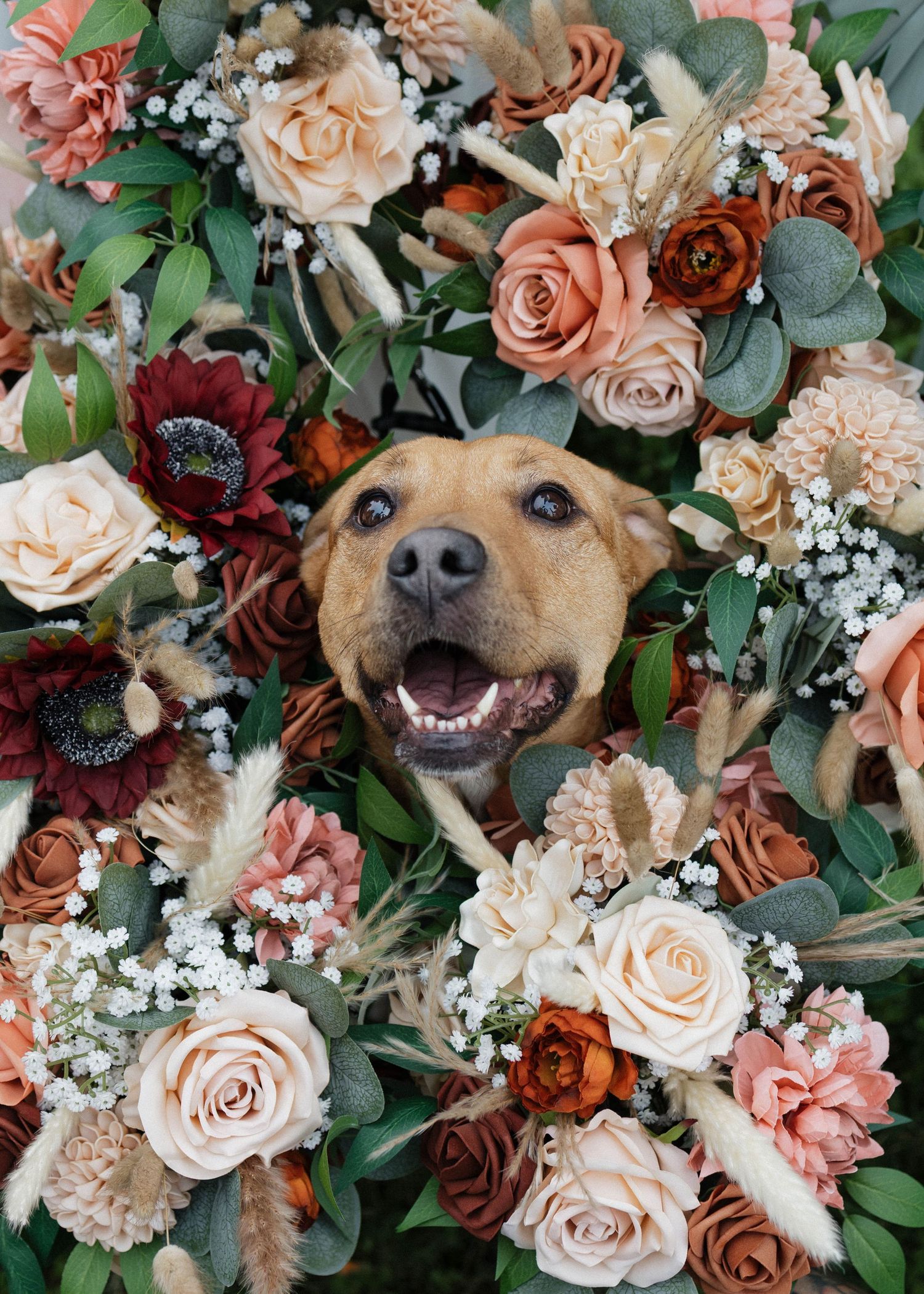 A happy brown dog peers through a lush arrangement of peach, burgundy, and white roses with green foliage.
