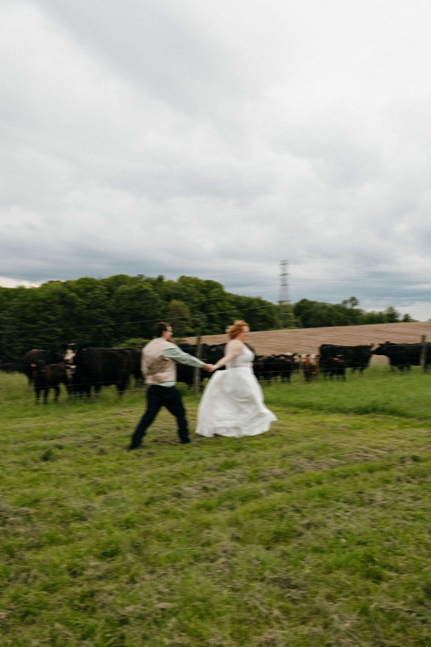 Bride and groom holding hands running through green field with black cattle grazing behind them on cloudy day.