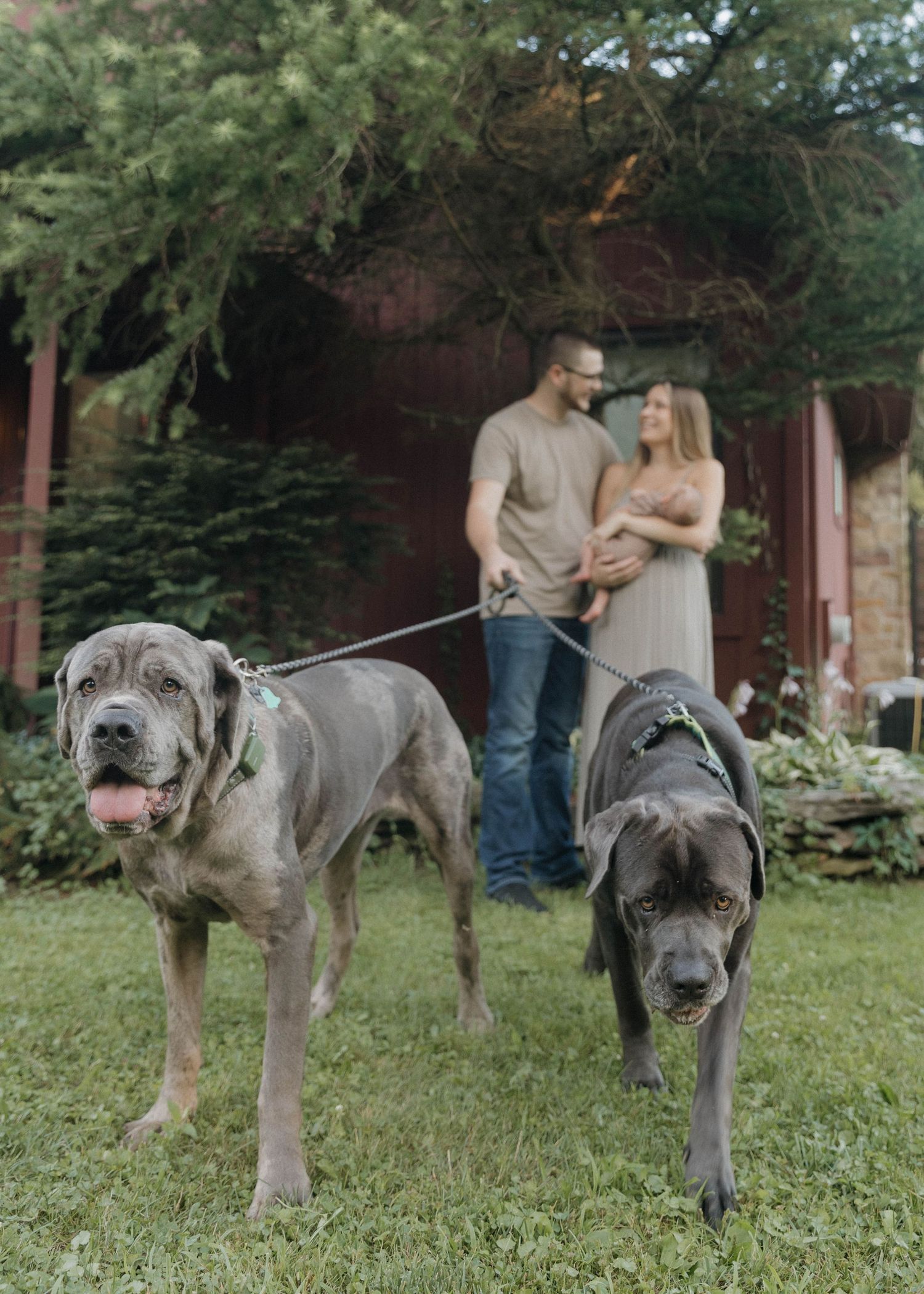 A Great Dane dog stands in a grassy yard while two people are visible in the background.
