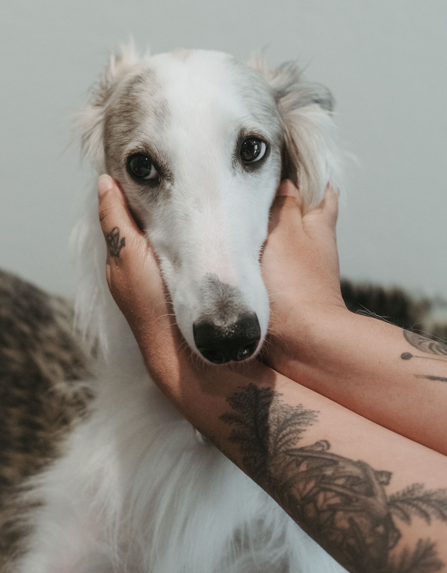 Gentle hands with tattoos cradle a beautiful white borzoi dog's face as it gazes intently at the camera.