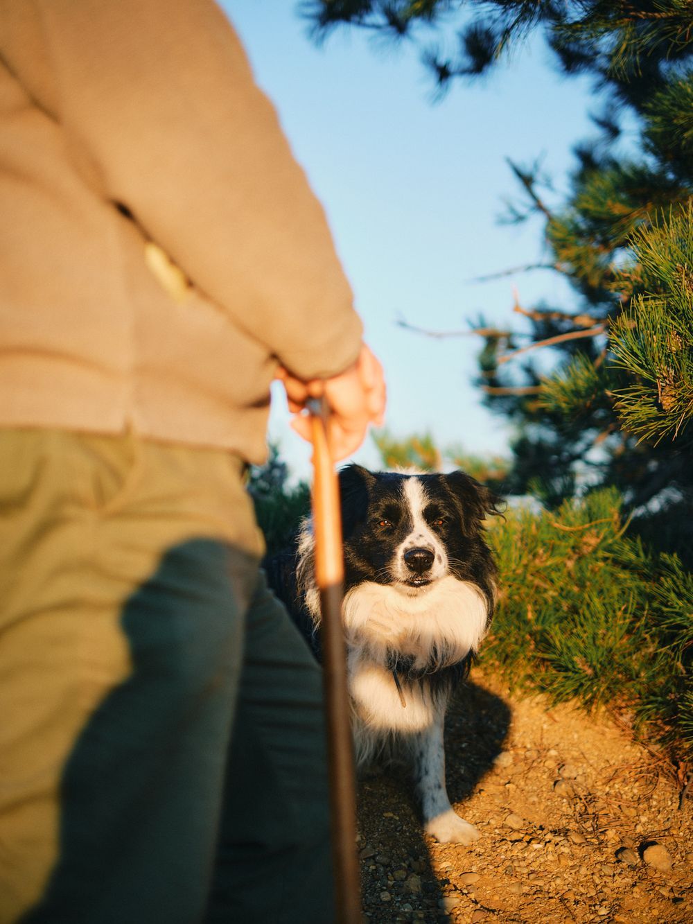 Border Collie dog on leash looking back at owner while hiking on dirt trail during golden sunset light.