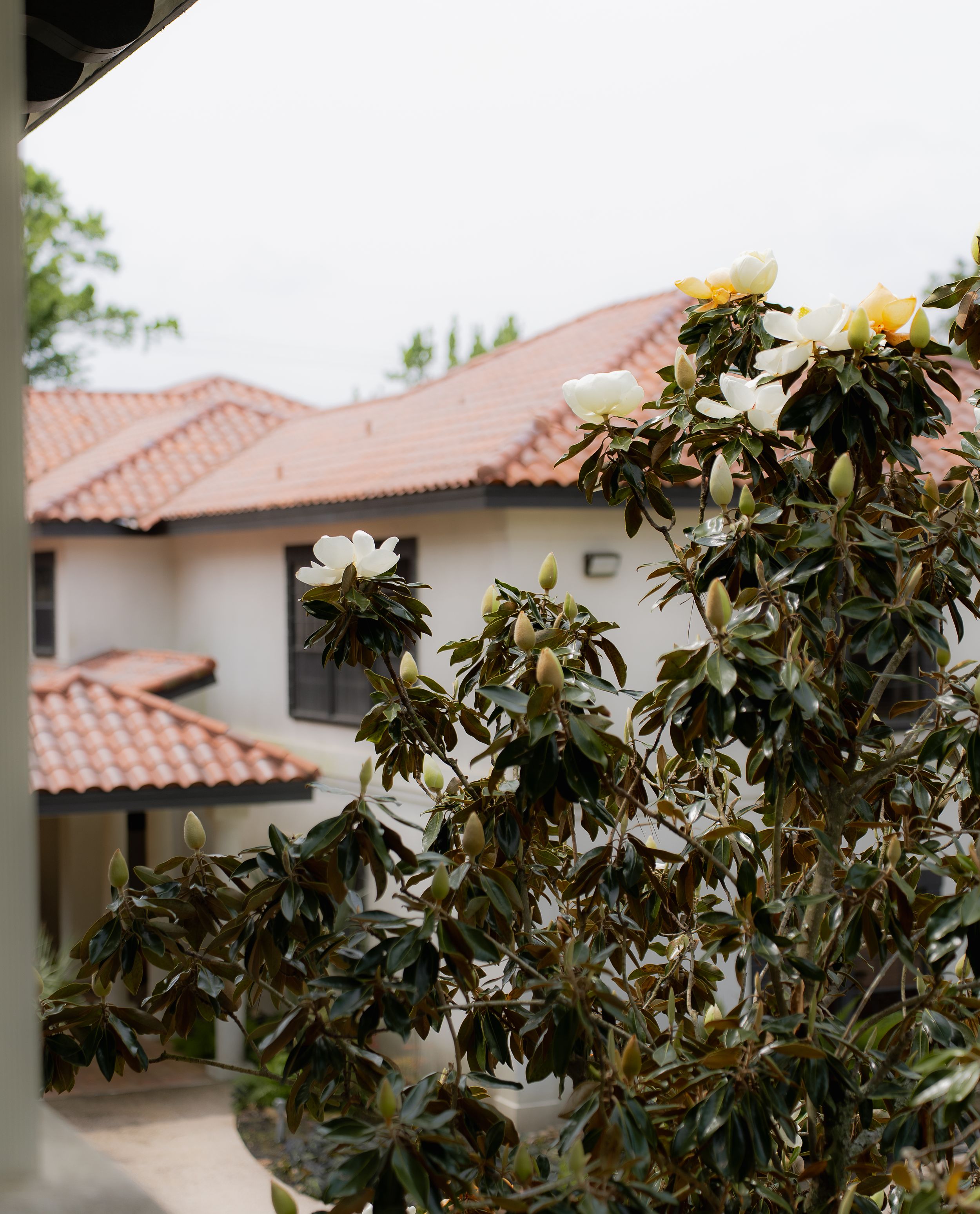 White magnolia flowers blooming against Spanish-style building with terracotta tile roof and stucco walls in background.